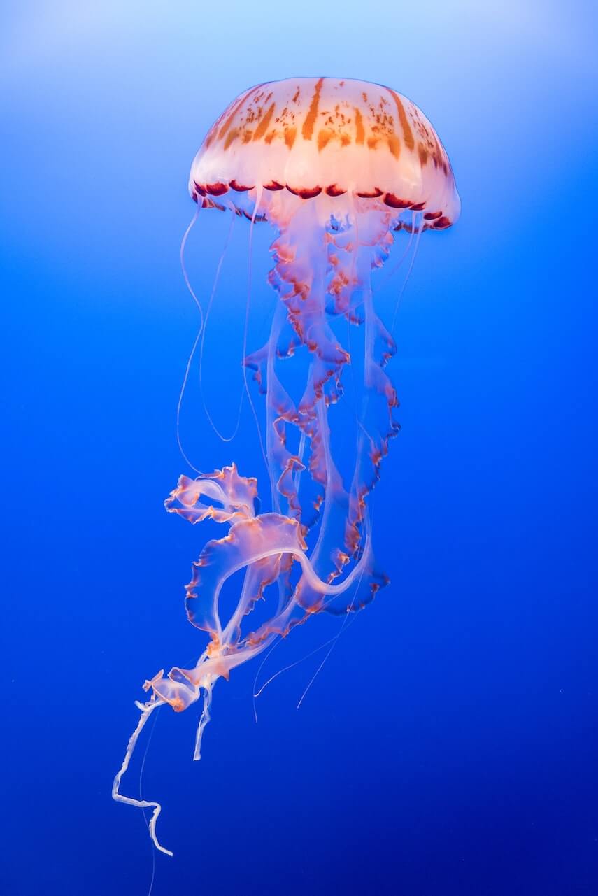 White and pink jellyfish in light blue water