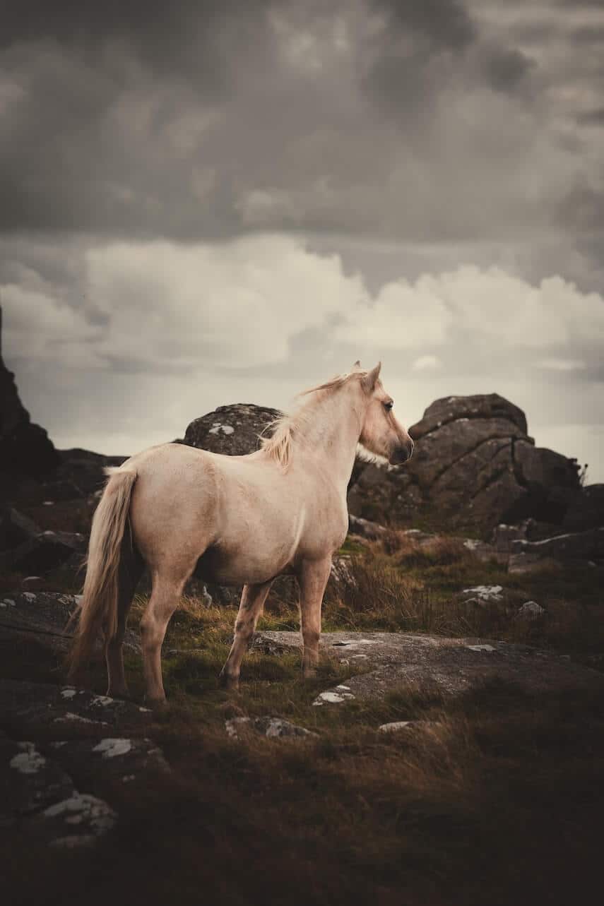 White grey horse stood in a rocky field