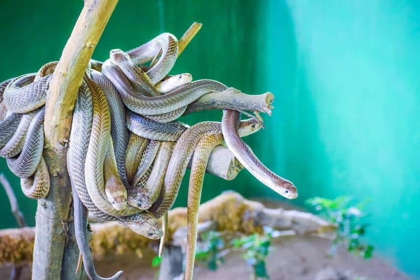 7 snakes twisted around each other and branch, their faces and tails all pointing different ways