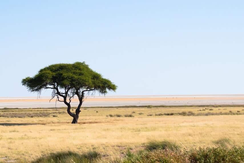 Acacia tree on the savannah