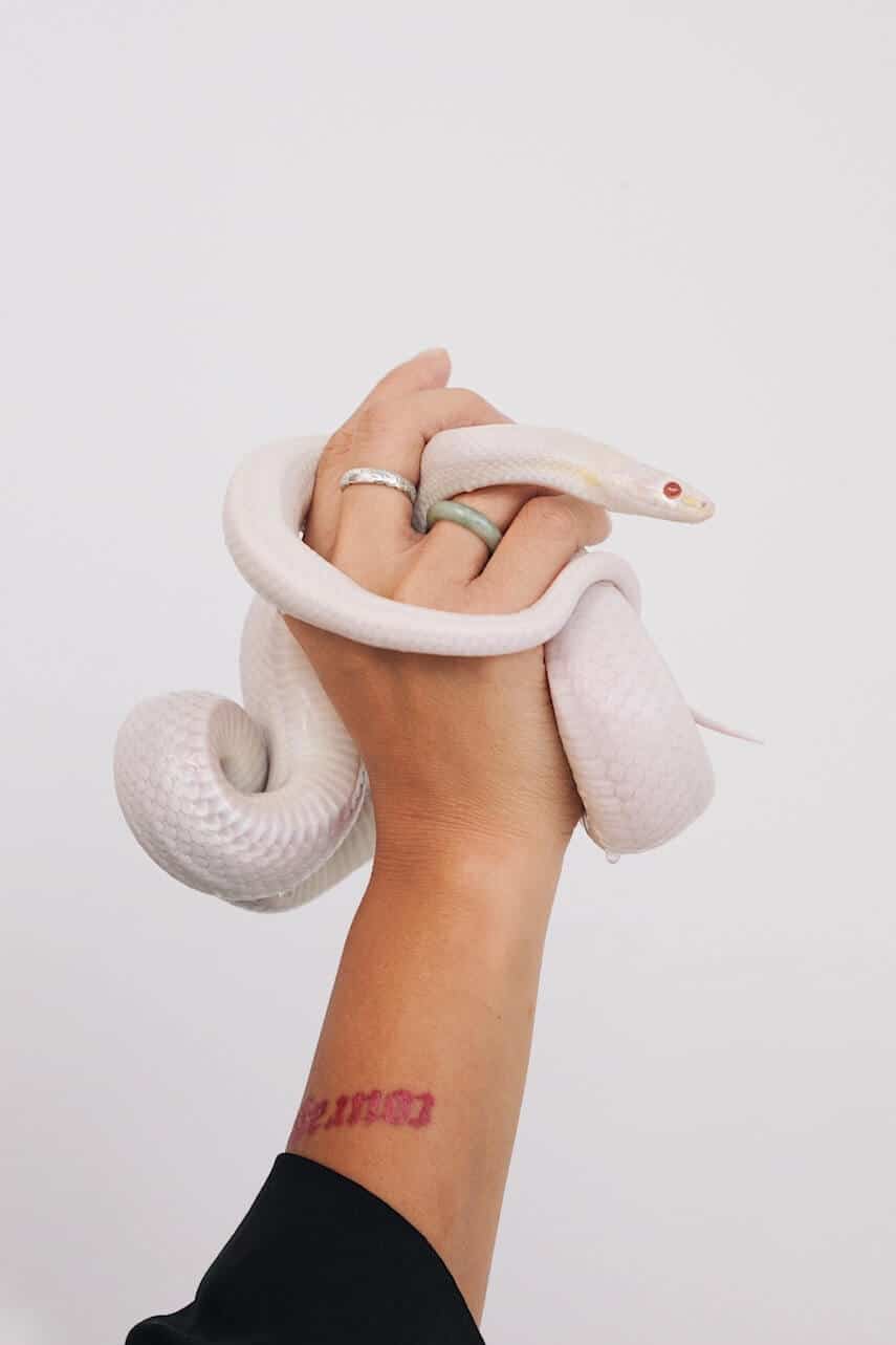 Albino snake with red eye wrapped around a woman's hand