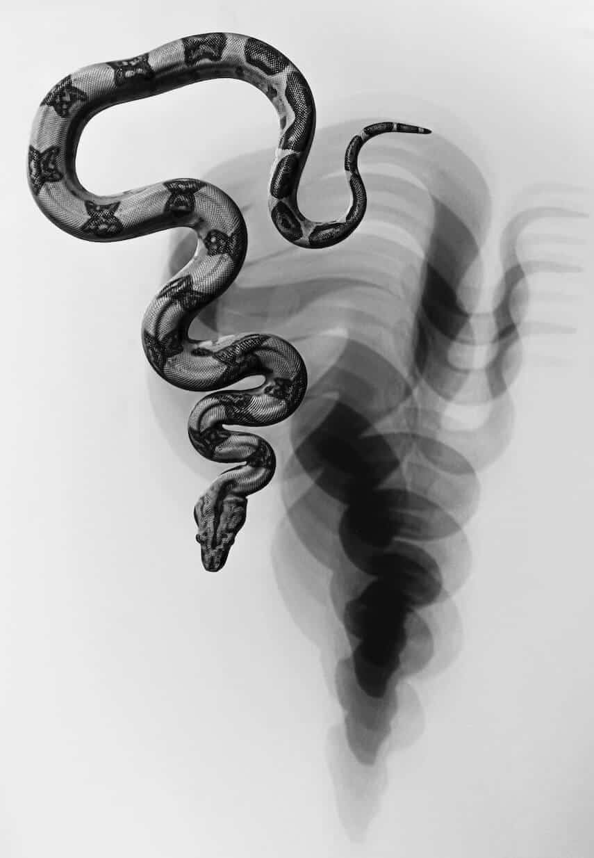 Black and white image of a snake with black blurry shadow behind it