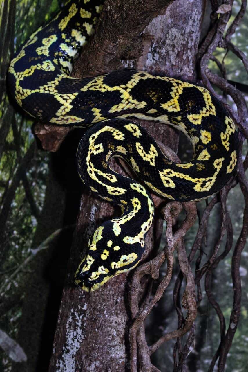 Black and yellow jungle carpet python