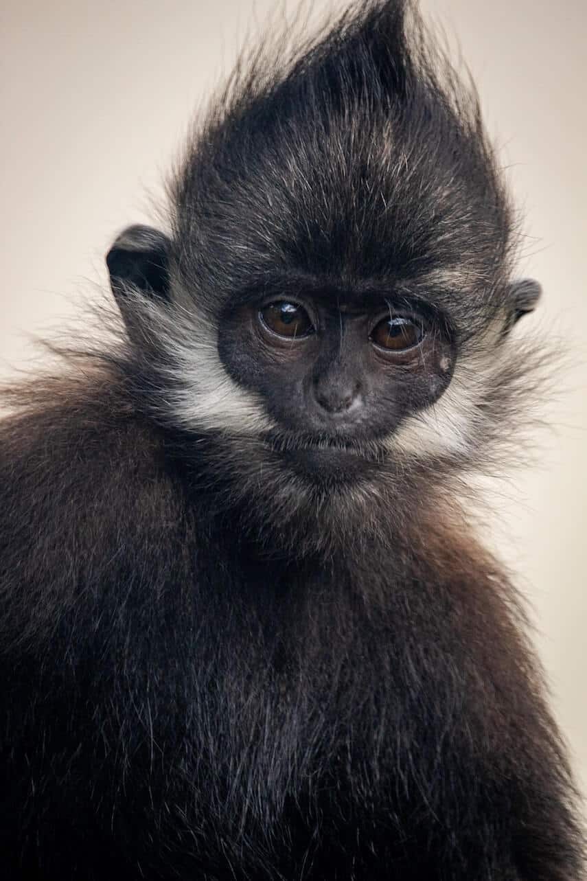 Black monkey, with white cheeks looking at the camera