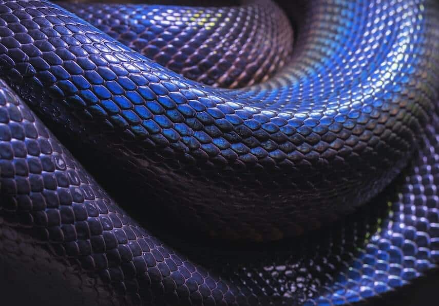Close up of Black scaly snakes body coiled up
