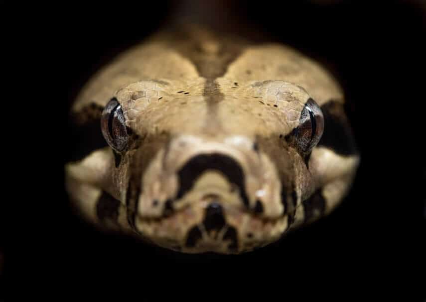Close up of snake head looking straight into the camera