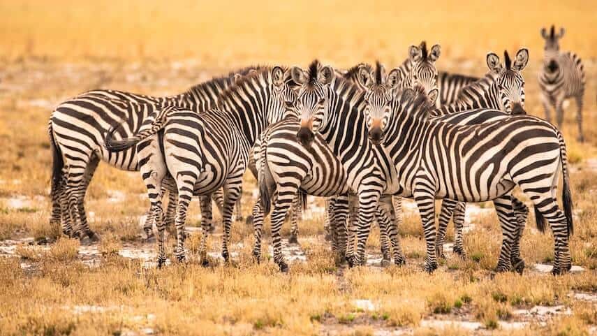 Group of Zebras standing together