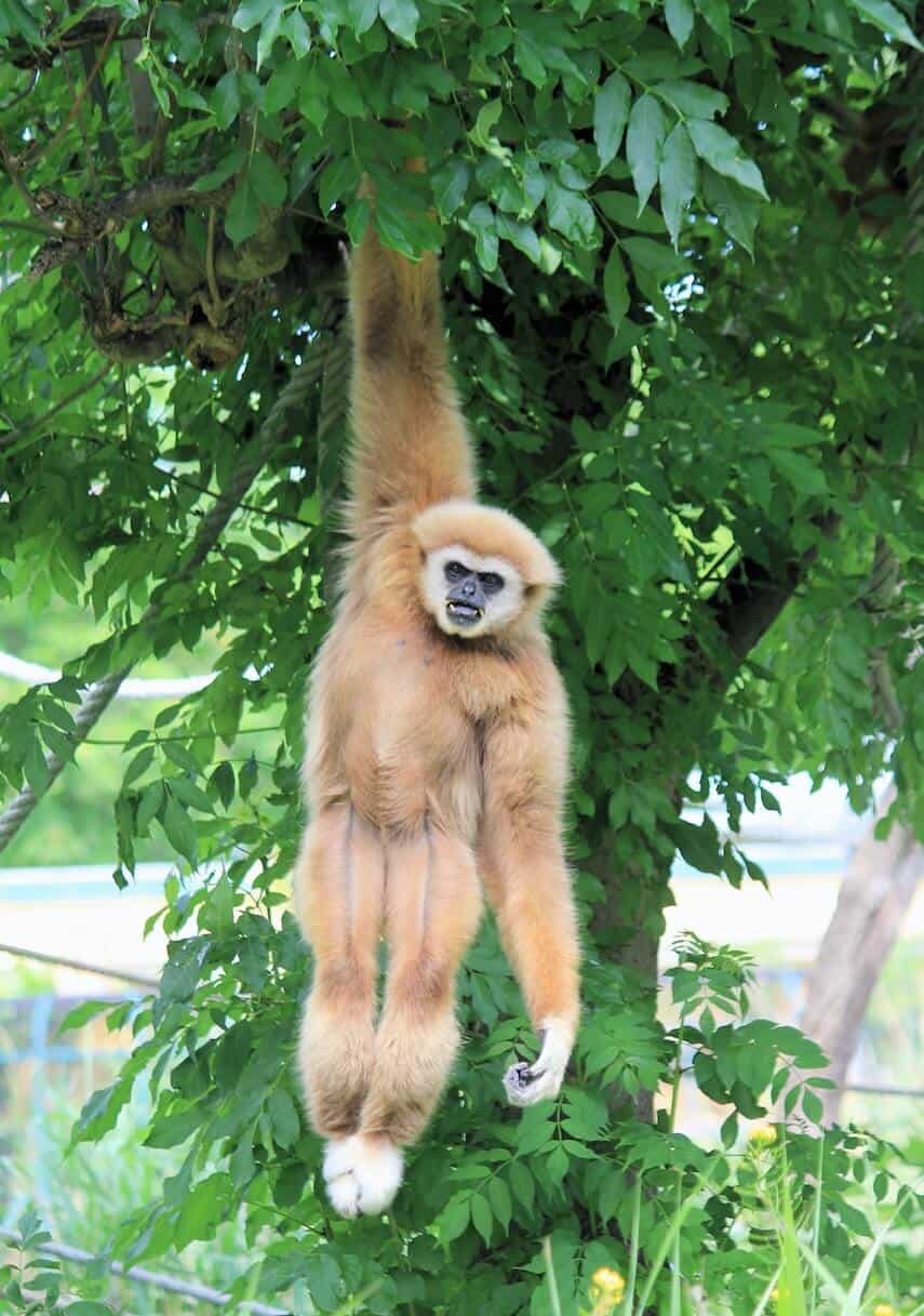 Furry light brown monkey hanging from a tree by one arm
