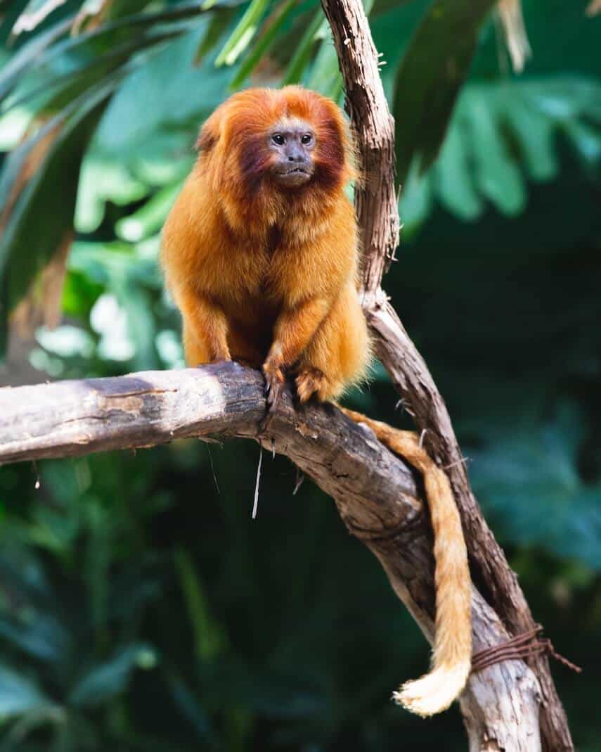 Ginger furry monkey on a branch in the jungle