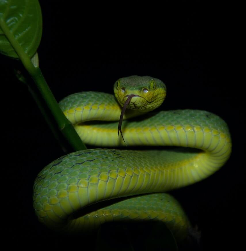 Green Bamboo Pit Viper curled around a bamboo shoot