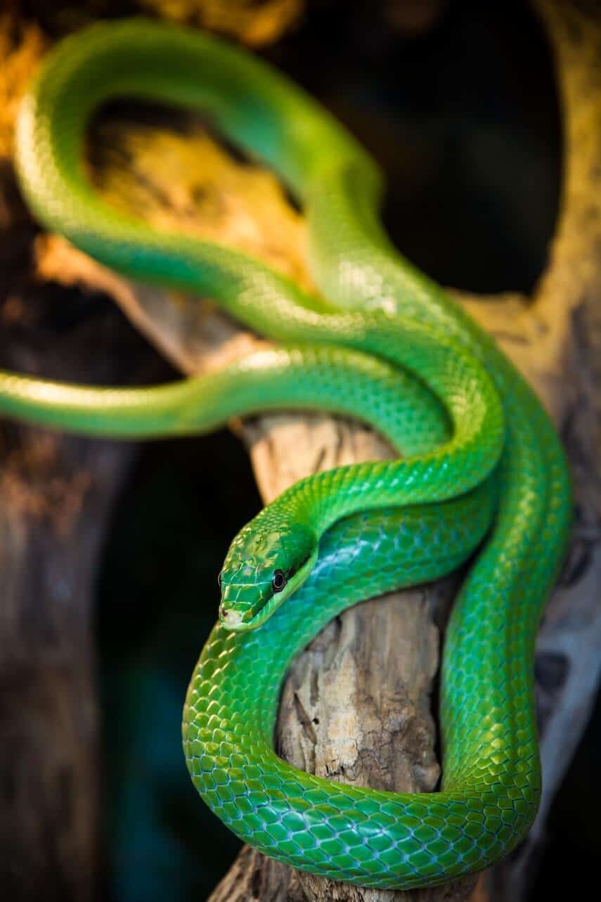 Green Mamba on a tree branch