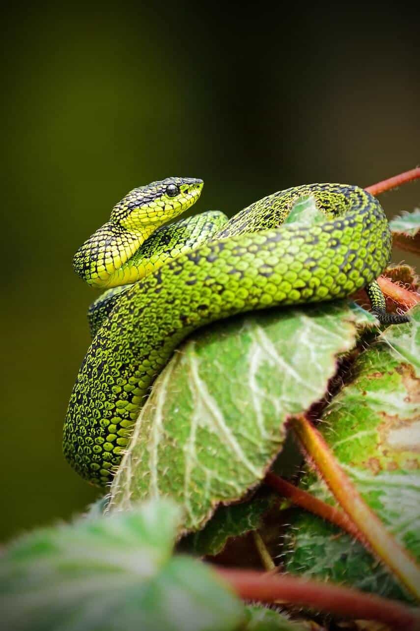 Green snake curled up on leaf