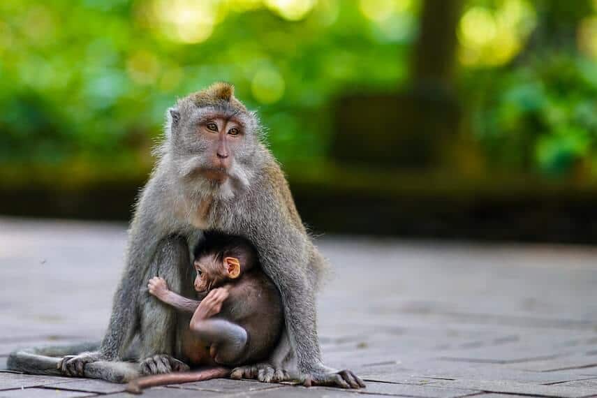 Grey and brown monkey sitting on a tiled floor, a baby monkey crouched between it's front legs