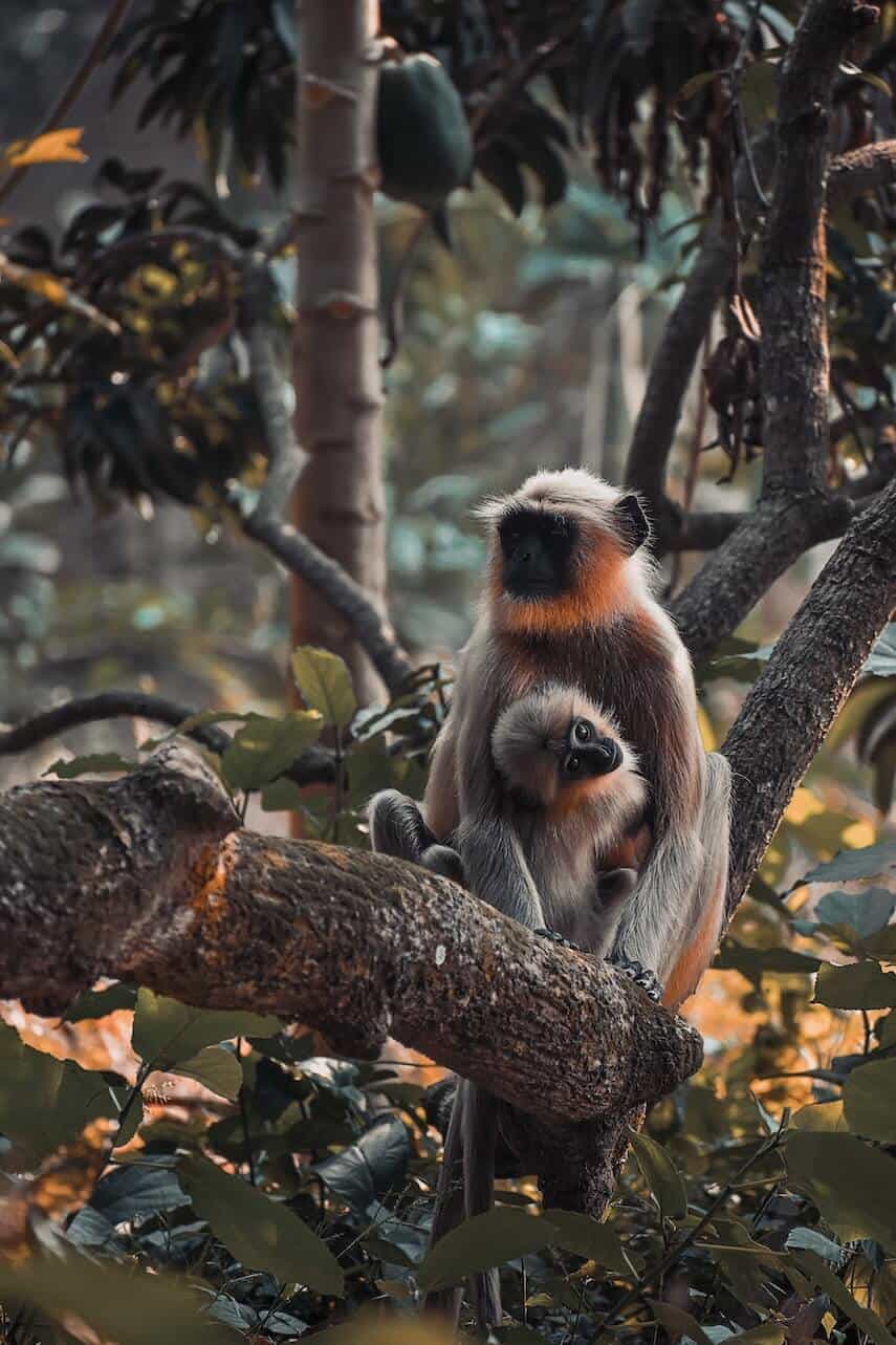 Grey monkey, with orange highlights, sitting on a tree branch surrounded by leaves, a baby monkey sitting between its front legs