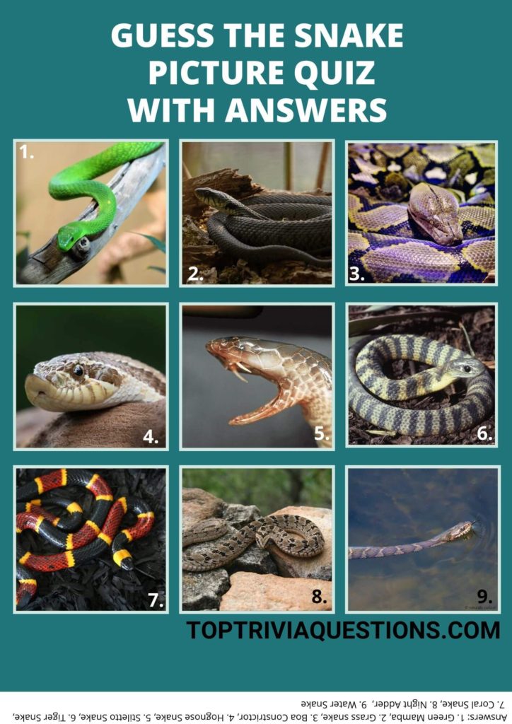 50+ Snake Quiz Questions And Answers (+ Picture Quiz) - Top Trivia ...