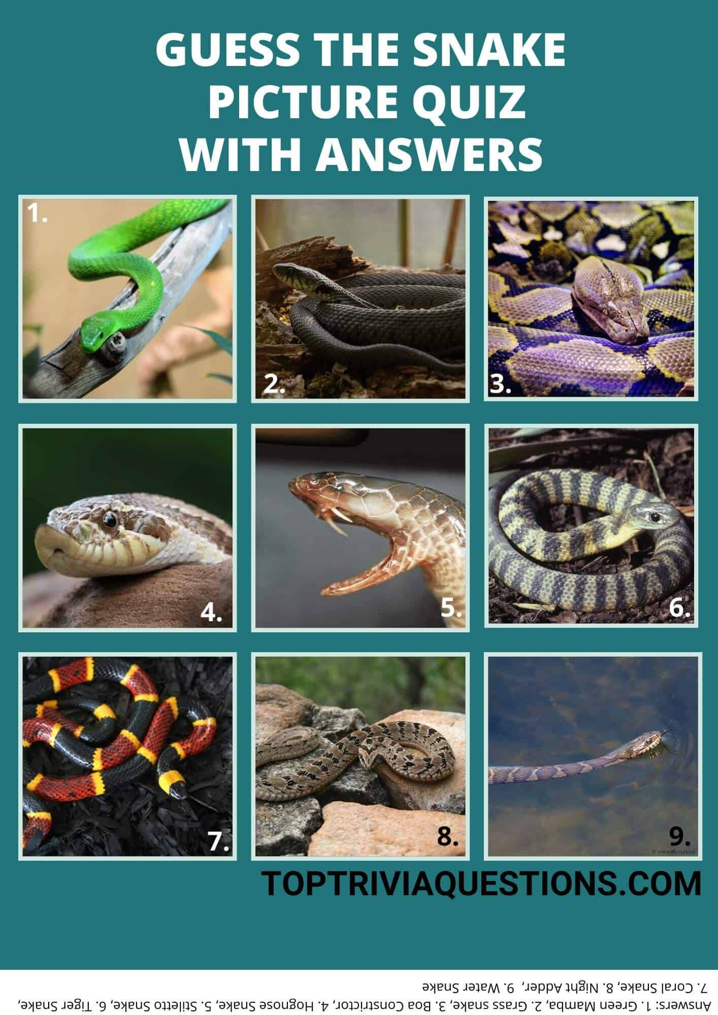 Guess The Snake Picture Quiz with Answers