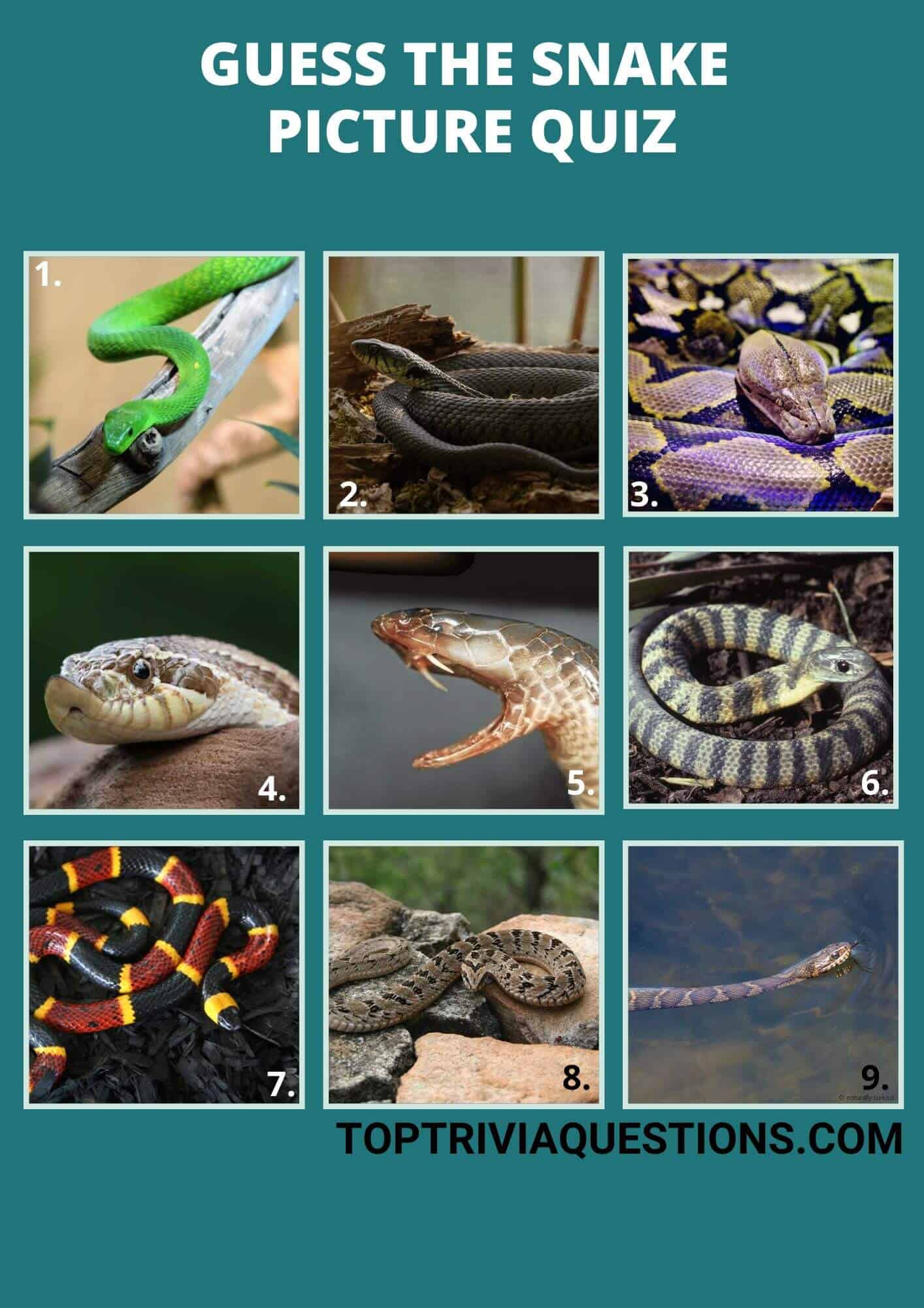 Guess The Snake Picture Quiz