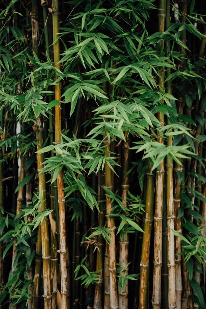 Leafy bamboo shoots