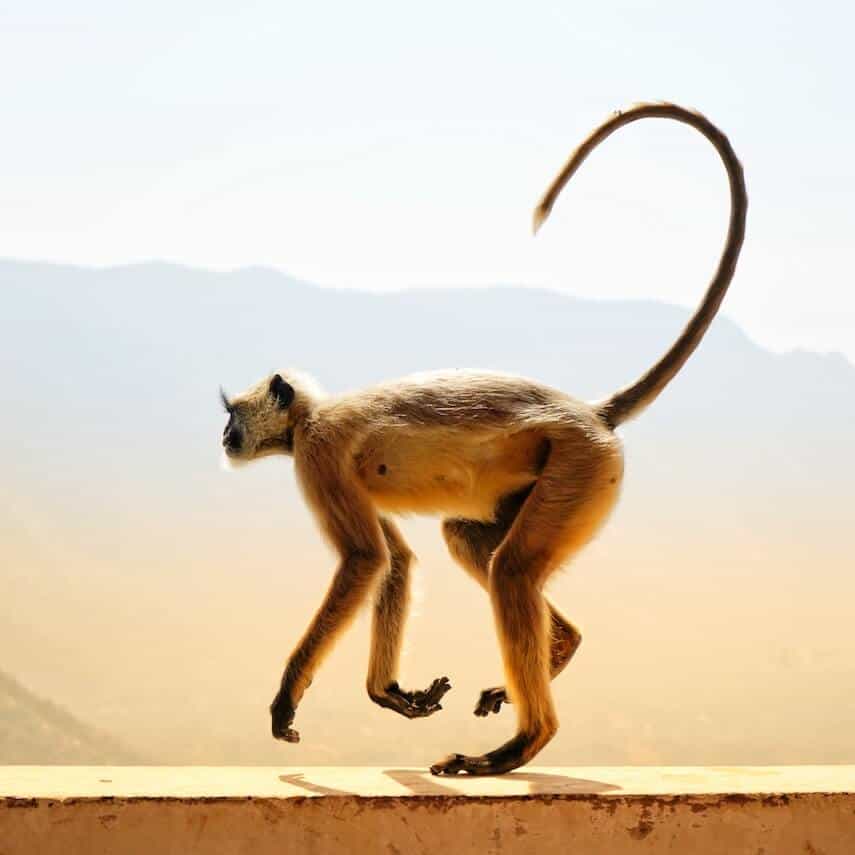Light brown monkey with long arms and legs, walking on fours on a ledge, it's long tail curled into the air