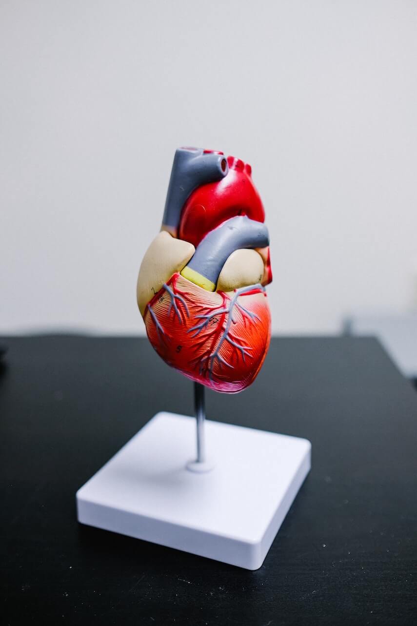Medical sculpture of the heart