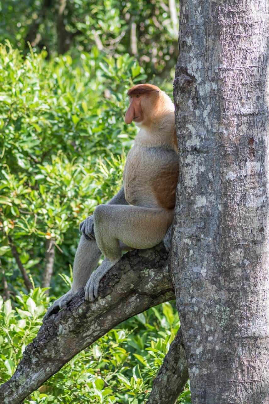 Proboscis monkey sitting on a tree branch