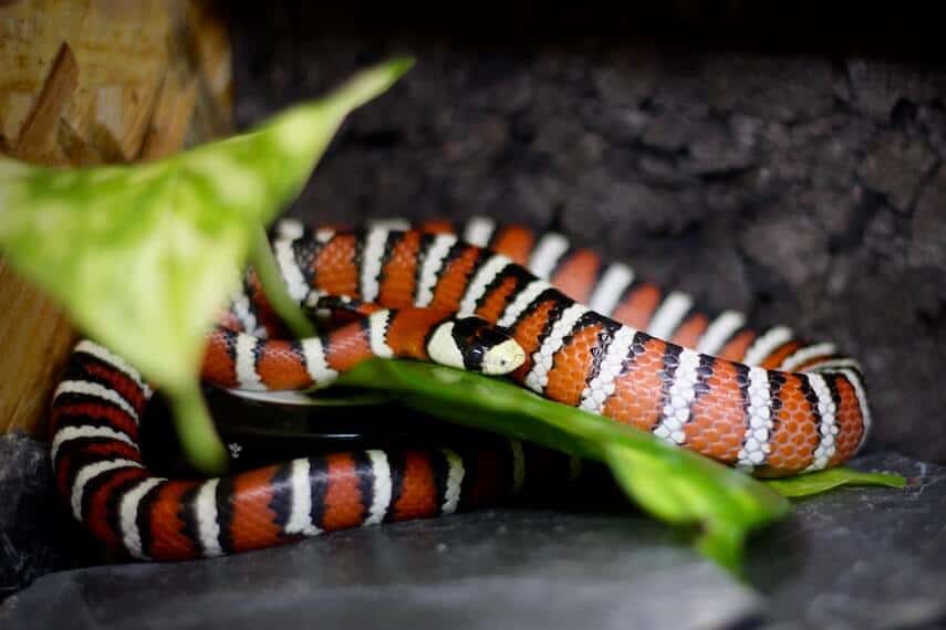 Red Black and white striped snake wrapped around a bright green leaf
