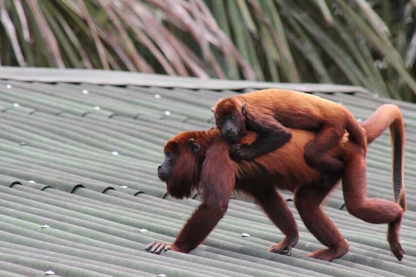 Red howler monkey walking across a corrugated roof, with a juvenile monkey on it's back