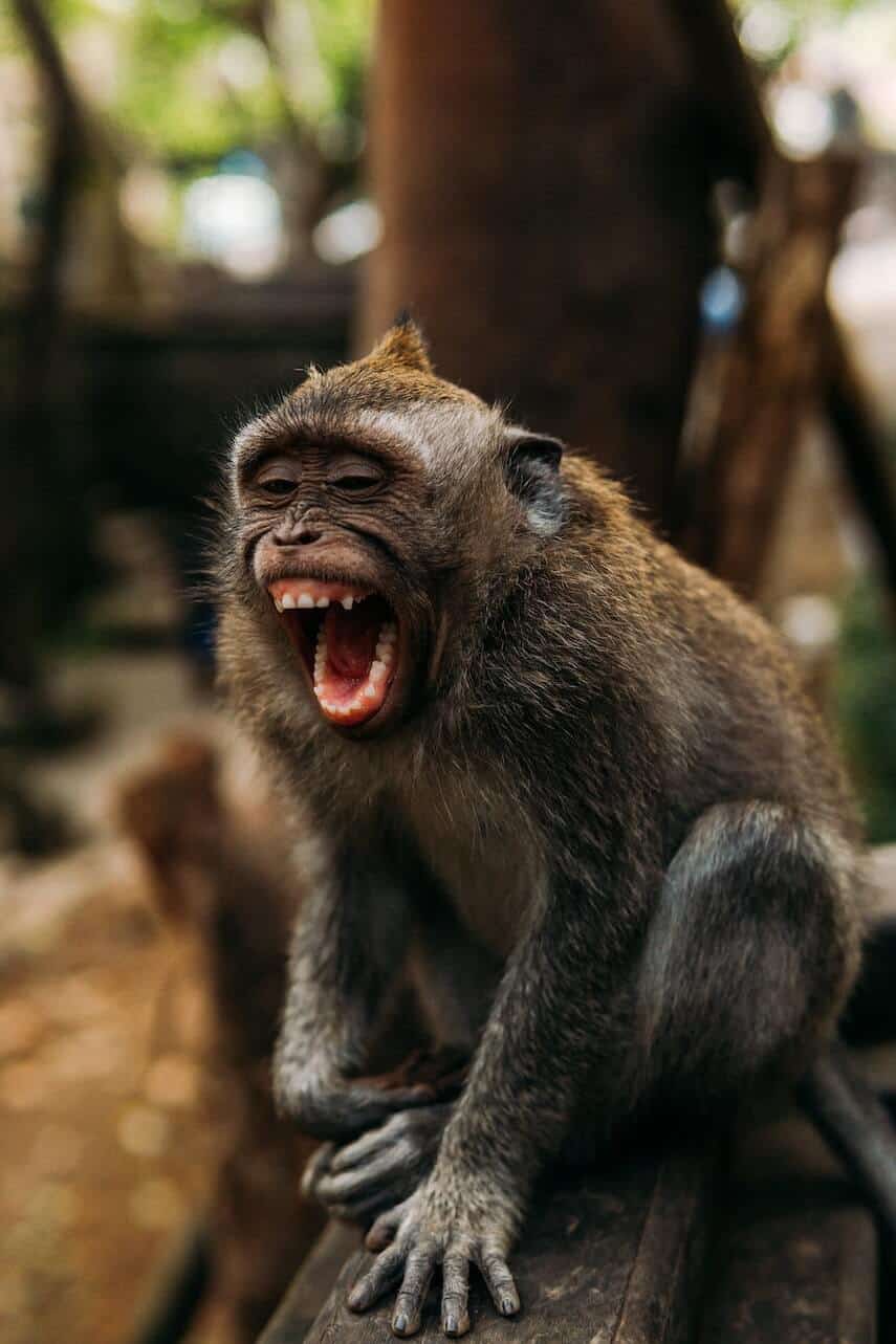 Small brown monkey sitting on a wooden fence, his mouth open, teeth visible as if he is screeching