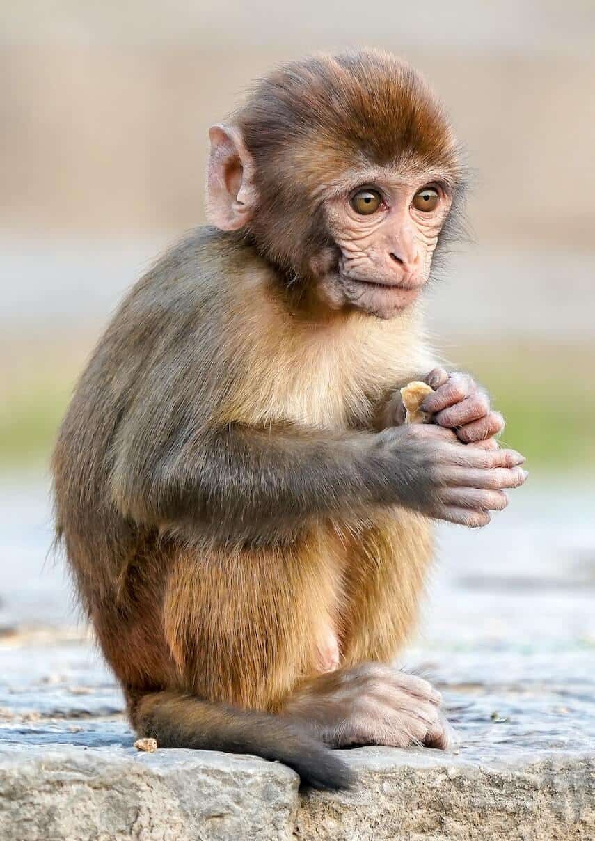Small ginger monkey sat on a stone wall, holding a nut in it's hands