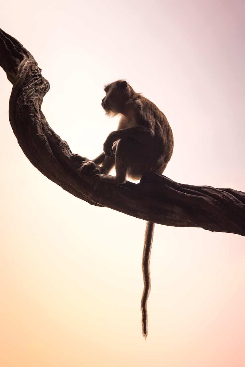 Small monkey sitting on a tree branch, it's tail hanging below the branch