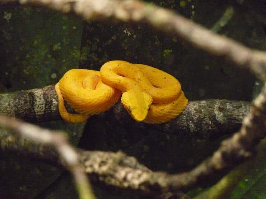 Small yellow snake curled up on a tree branch