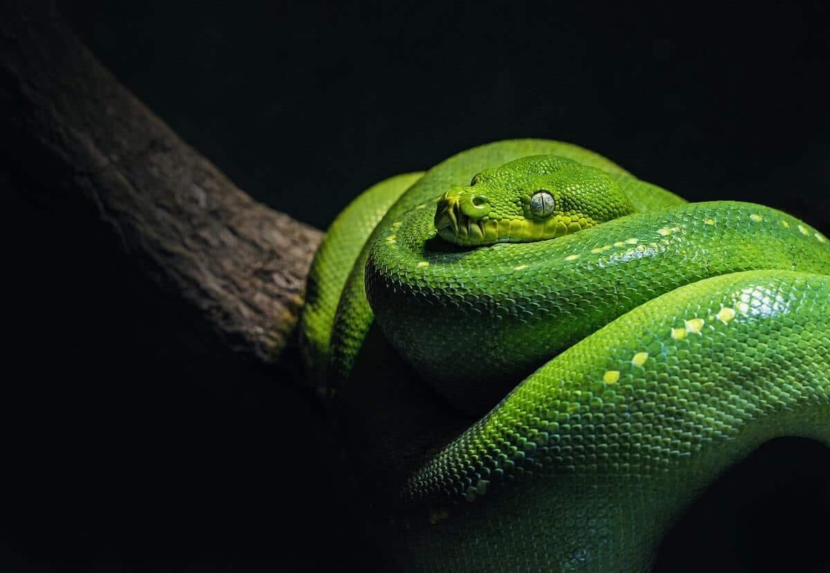 Snake Quiz Questions and Answers cover photo of a large green snake curled up on a dark brown branch