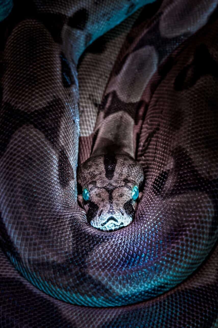Snake twisted around itself, head in the middle with blue eyes