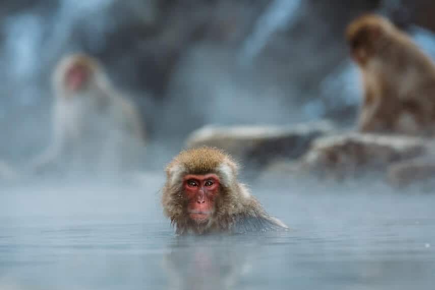 Snow monkeys in a hot spring in Japan