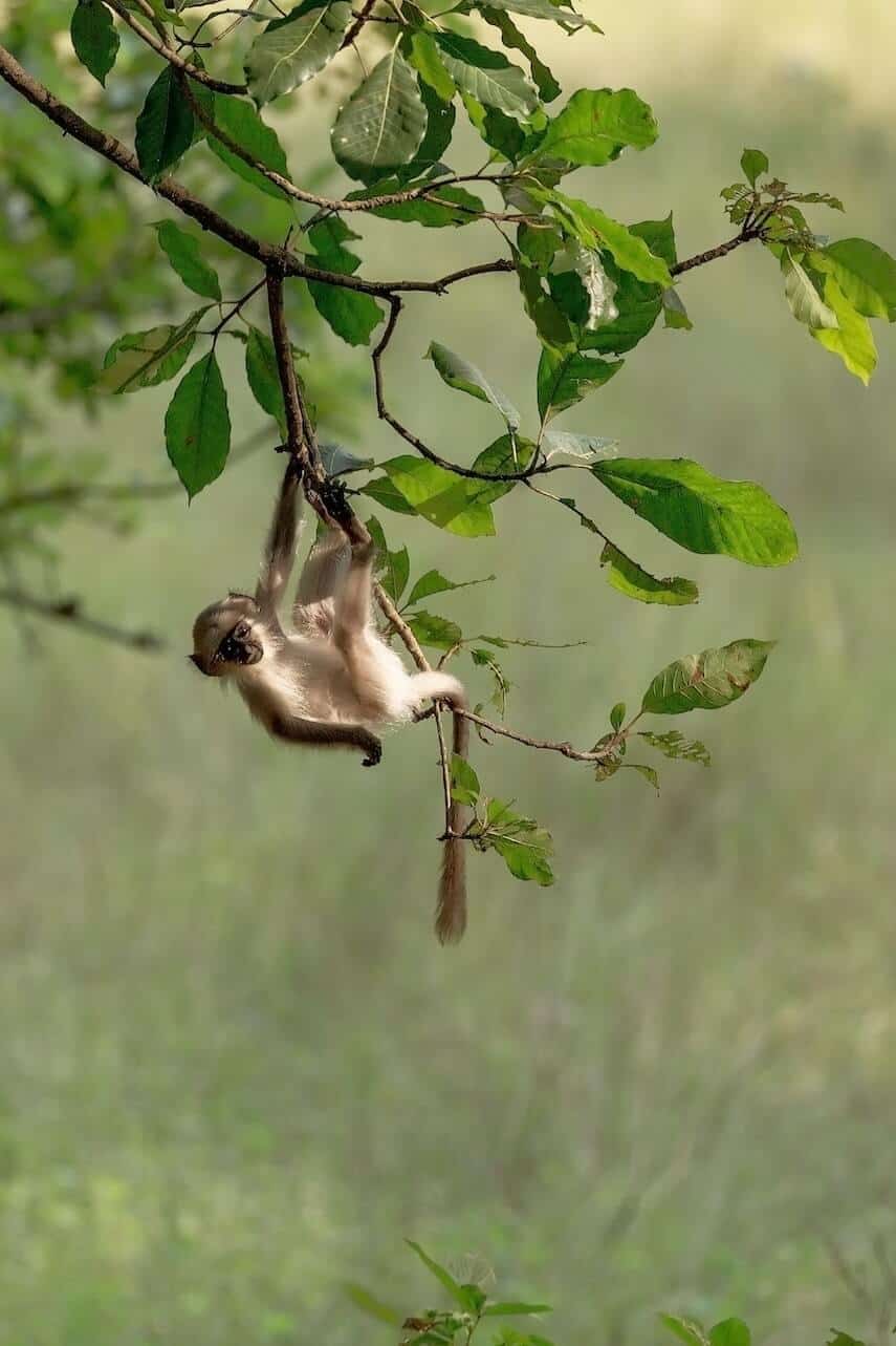 Tiny white monkey with brown arms hanging from a tree branch