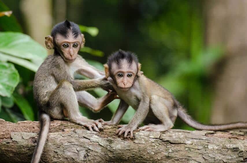 Two baby monkeys playing on a tree branch