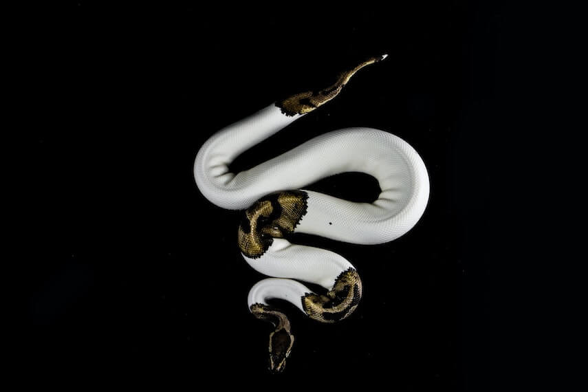 White snake with brown markings on head and tail, on a black surface