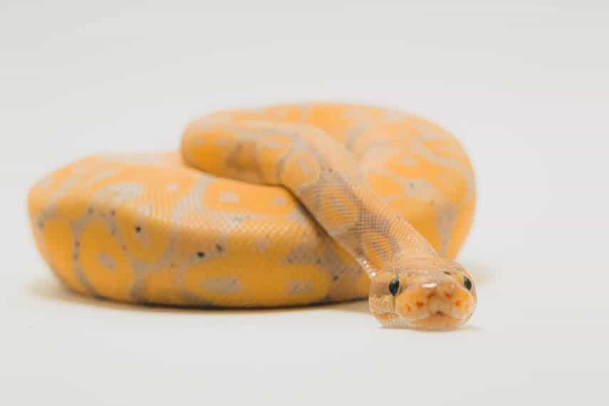 Yellow Ball Python curled up