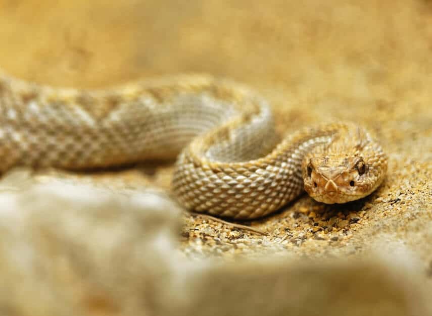 Yellow rattlesnake on sand