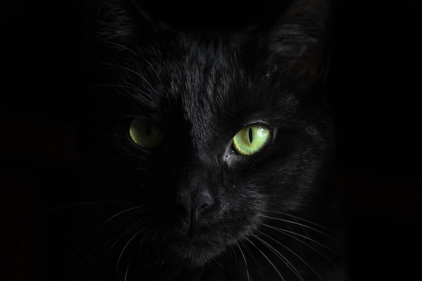 Face of a black cat with green eyes looking into the camera