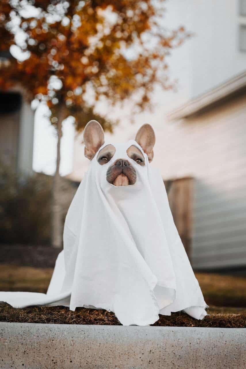 French Bulldog wearing a white sheet with cut outs for the eyes, ears and nose
