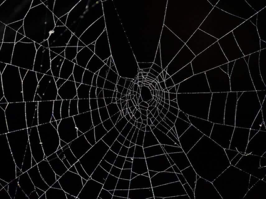 close up of a spiderweb